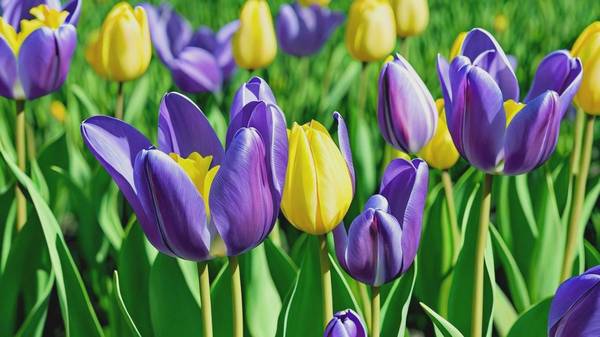 綠色隔離和紫色隔離的區別，區分綠色隔離與紫色隔離的適用場景與防護作用